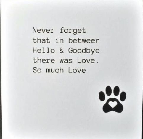 “Some angels choose fur instead of wings.”